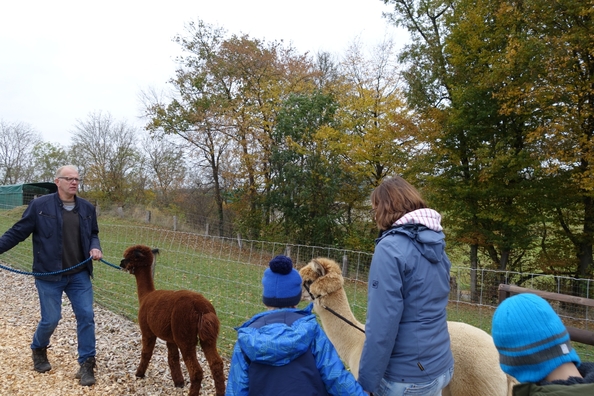 Spaziergang mit den Alpakas