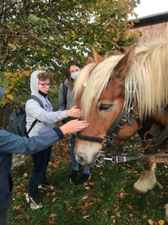 Streicheln der Pferde