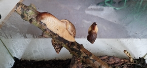 Schnecken 4